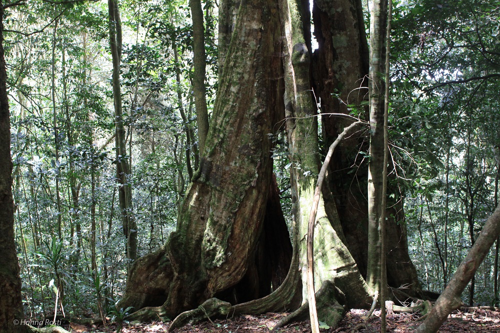 A dense forest with large native trees in the Taita Hills, Kenya.